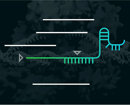 How To Design Guide RNA for CRISPR (TEST)