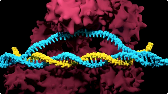CRISPR Cancer Research